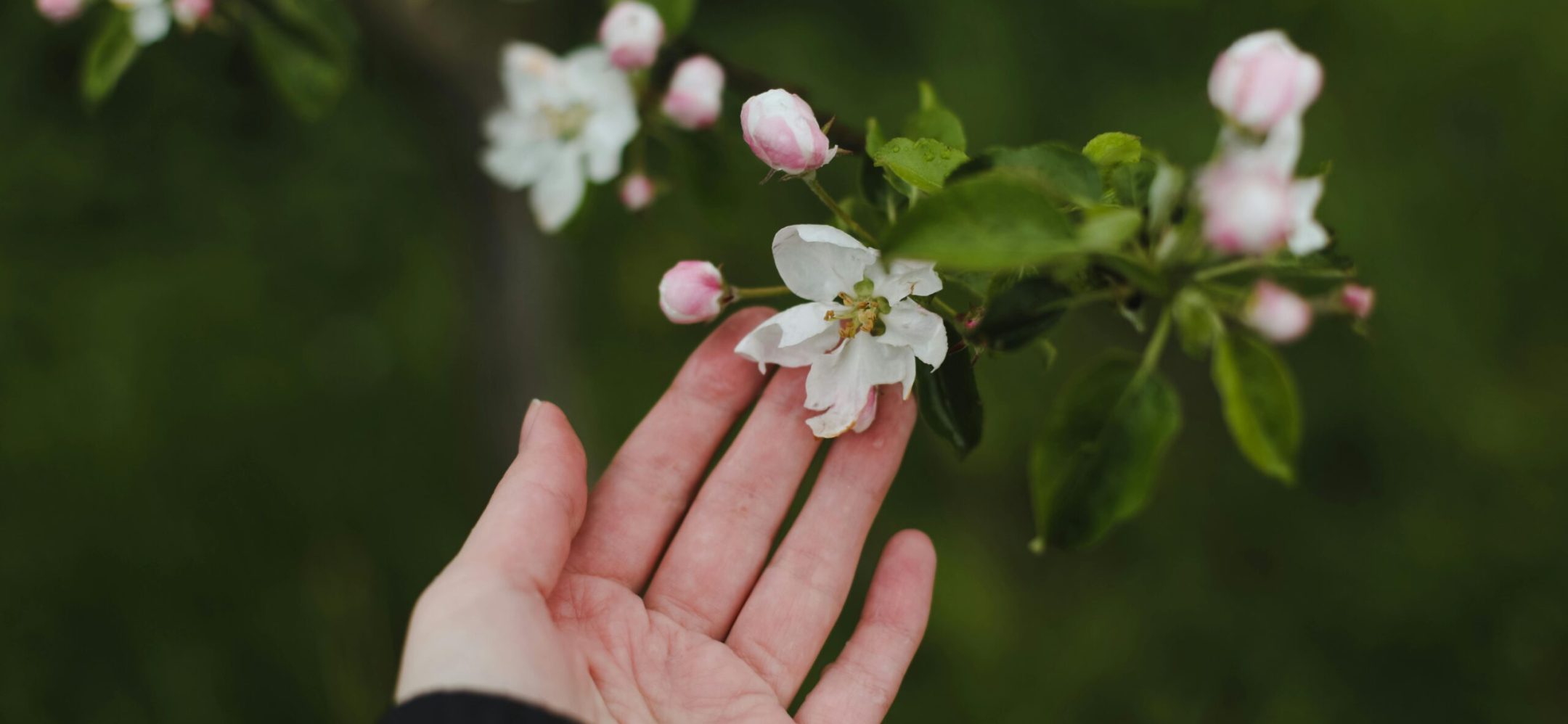 A hand gently holding apple tree blossoms with fresh green leaves, signifying spring's renewal.